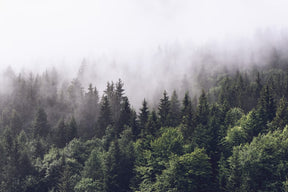 Misty Fir Forest