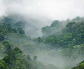 Misty Forest