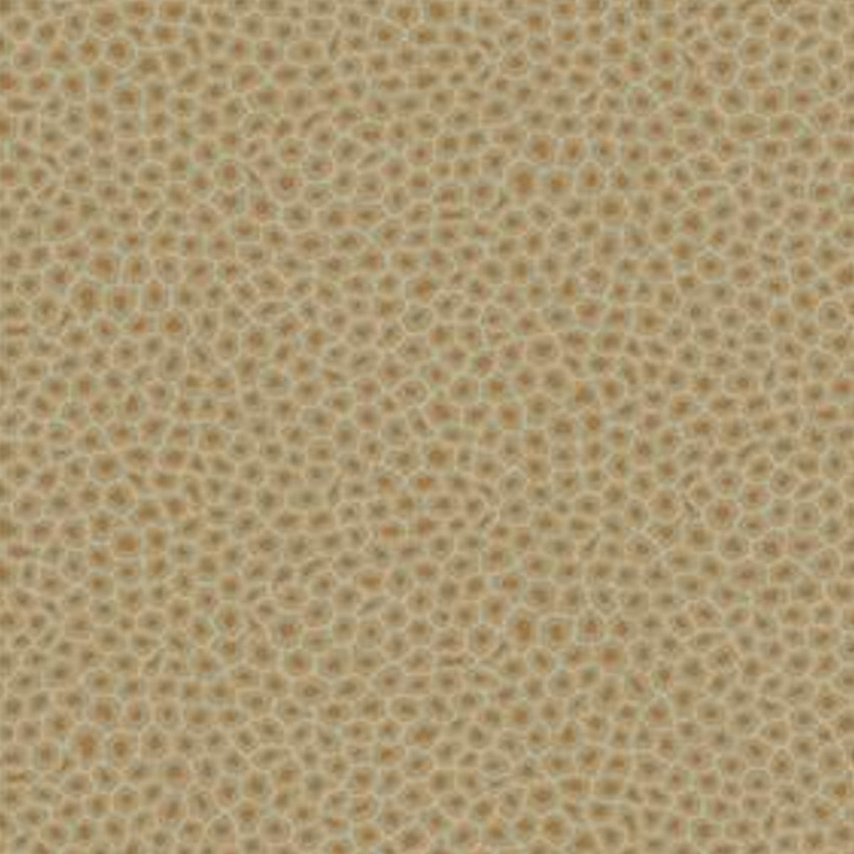 Senzo Spot - Natural