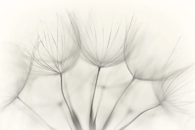 Soft Seeds