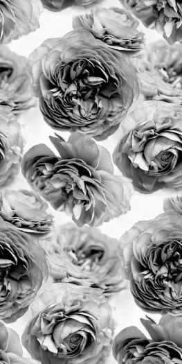 Summer Wind - Black and White