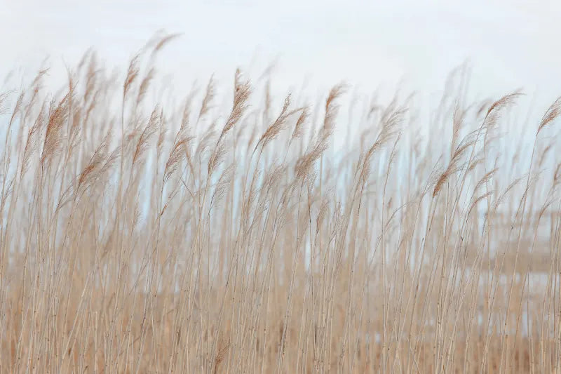 Swaying Reed