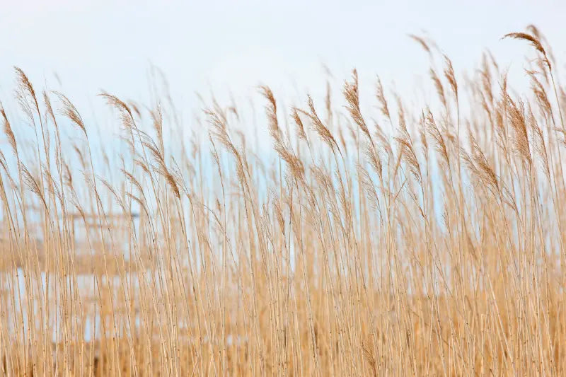 Swaying Wheat
